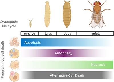 Exploring advanced Drosophila cell death techniques and cancer-related studies